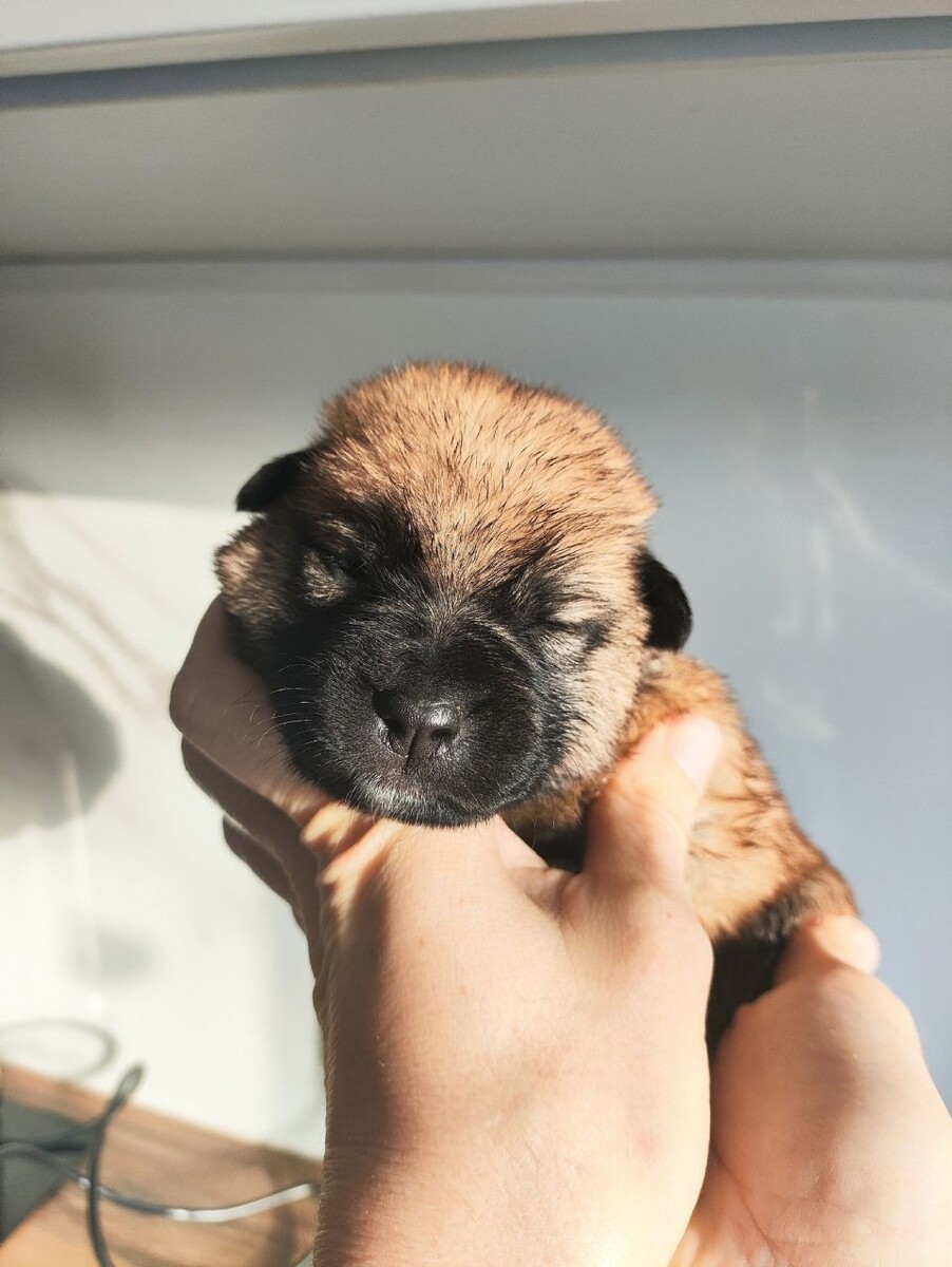    Щенки, выброшенные в мусорный контейнер. Источник: zoohelp22