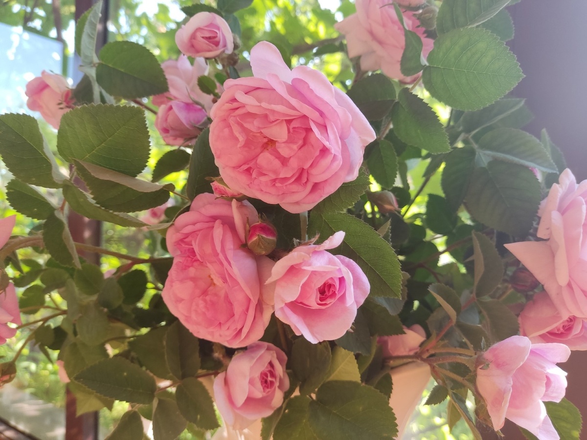 Сорт неизвестный, но явно старинный