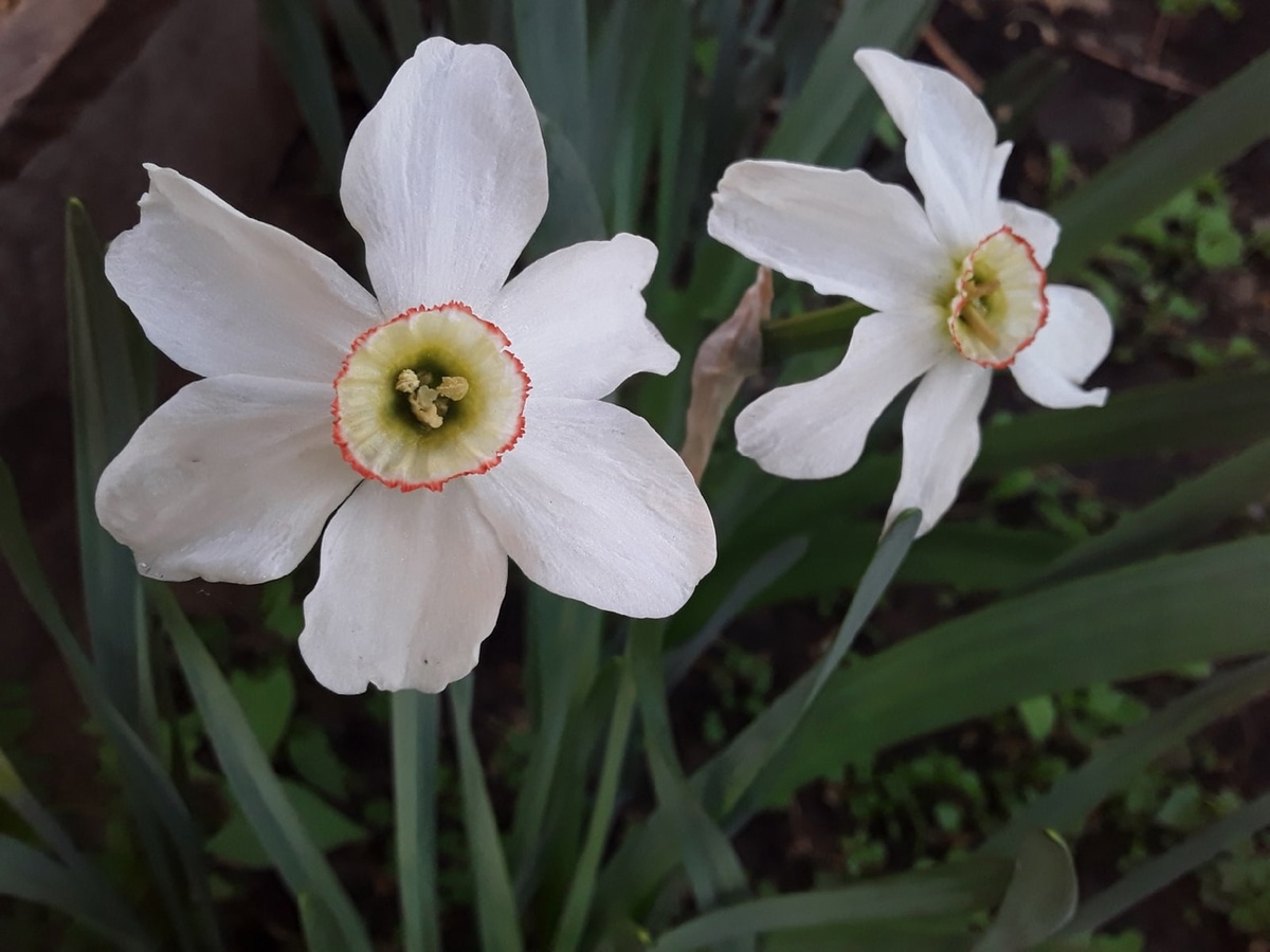 Нарцисс поэтический "Глаз фазана"