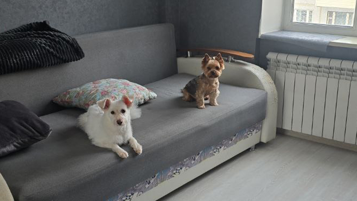 Дашка и ее друг Мерсик