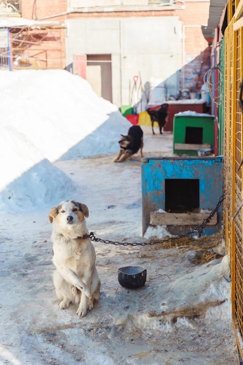 Приют-это огромные затраты, огромный труд...