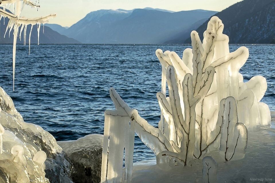    "Хрустальные" украшения берегов Телецкого озера . Источник: Александр Лотов/Алтайский биосферный заповедник