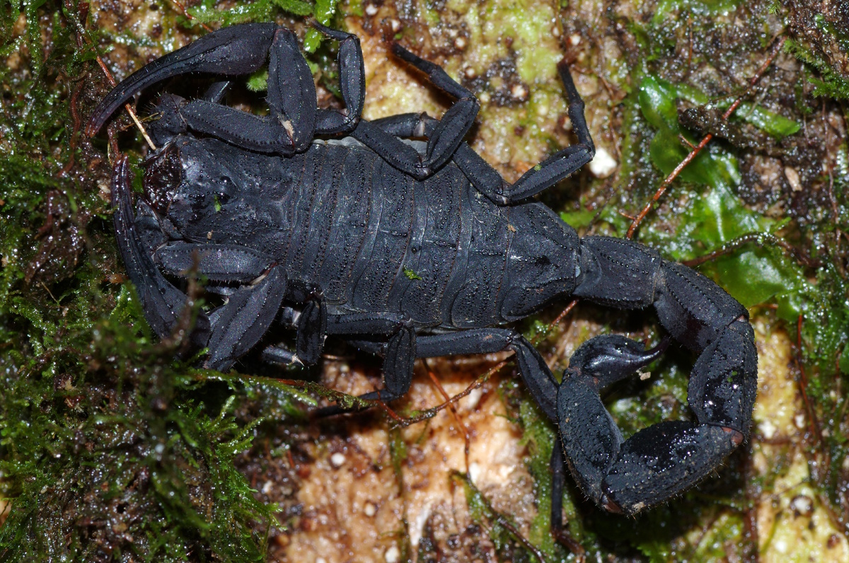 Амазонский чёрный скорпион (Tityus obscurus)