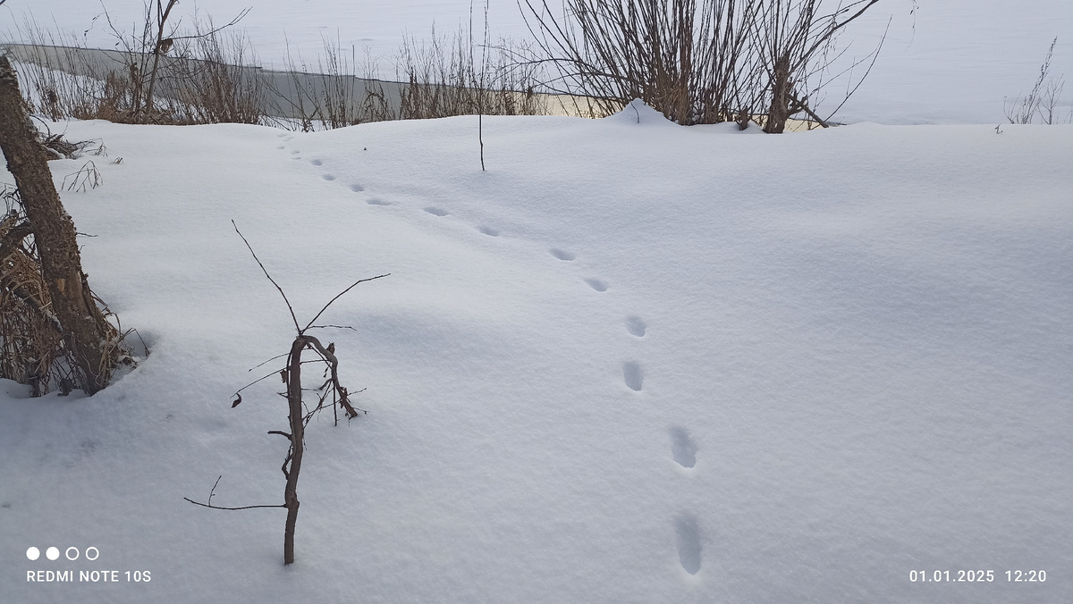Следы лисы. Лиса ходит цепочкой, след в след. Фото автора.