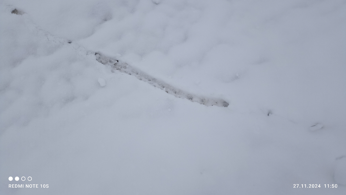 Следы мыши на снегу. Фото автора.
