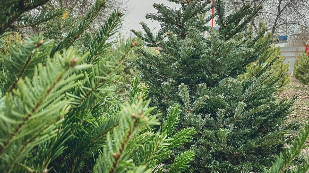     Источник: novostivolgograda.ru