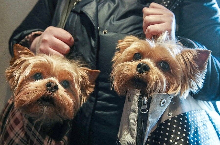     / Источник: © Валерий Шарифулин/ТАСС