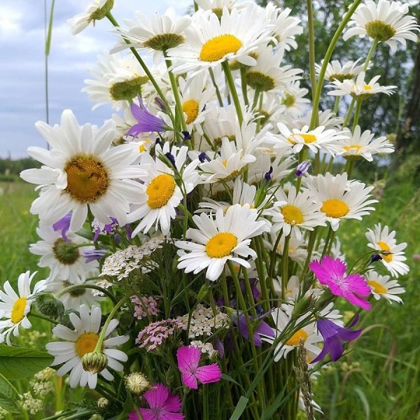 Не знаю, как вы, а я люблю полевые цветы...они настоящие. Пусть виртуально, но каждому из вас такой букетик!