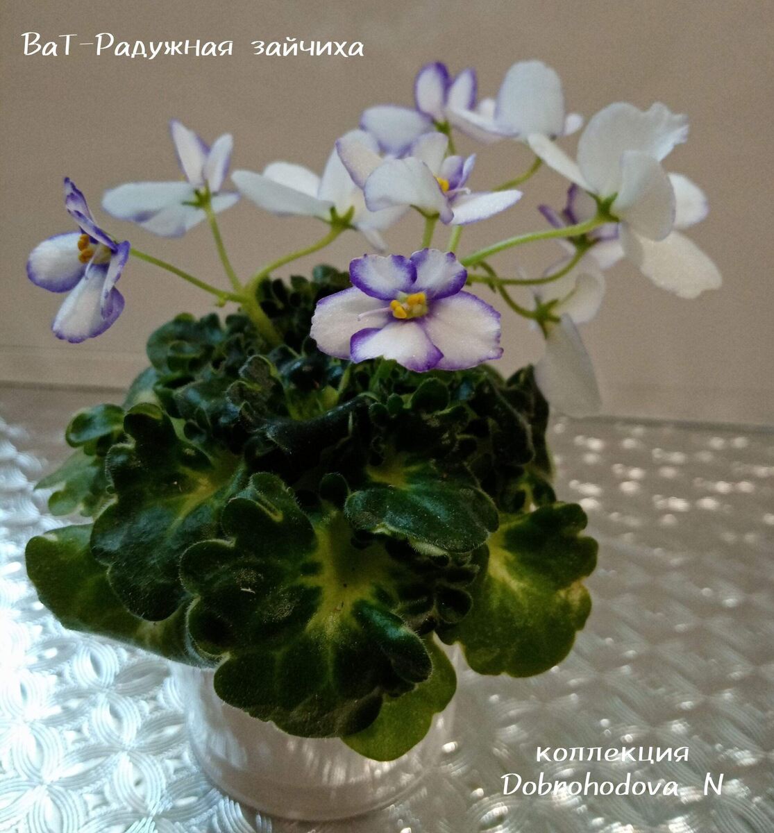 у меня это первое цветение данного сорта.