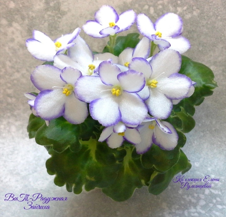 фото Елены Румянцевой коллекционер. Фиалка в полном роспуске.