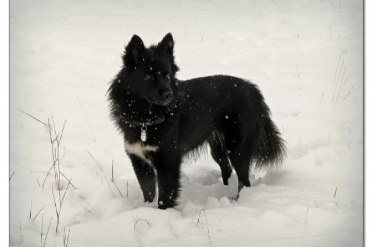    В Тюмени живодер убил собак из огнестрельного оружия