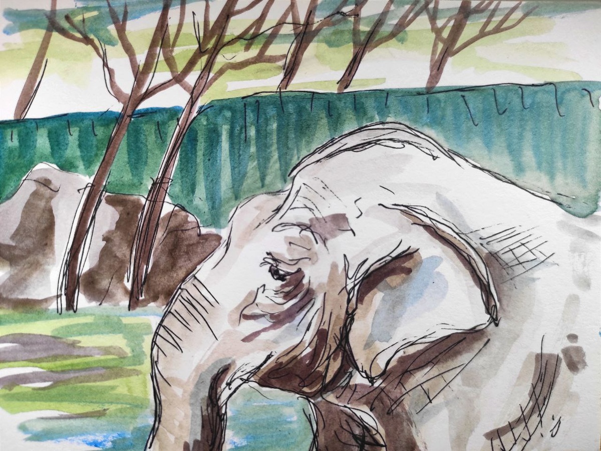 Мария Вяльшина, «Слониха Чани», 2023 год, бумага, акварель