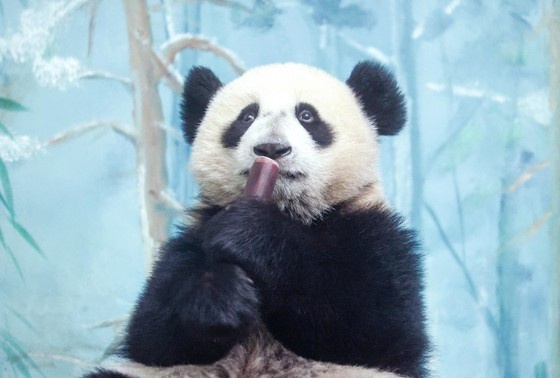    Панда Катюша