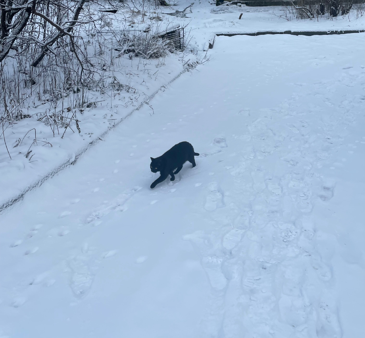 Коты бегают около маминого дома