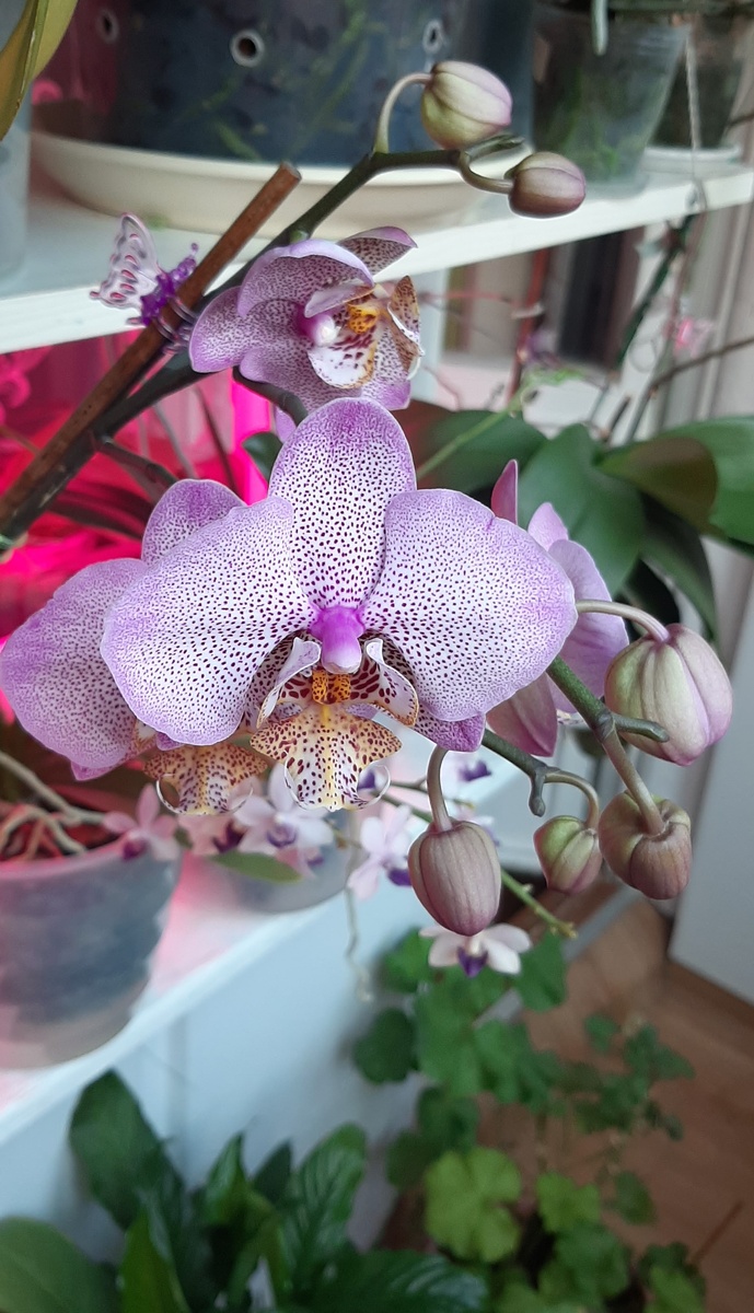 Под Манхэттеном виднеется отцветающий Сапфир 