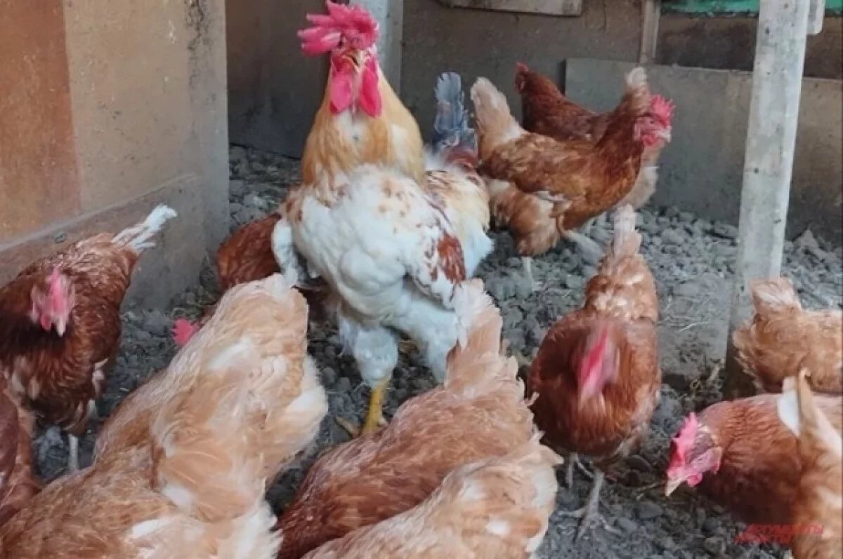    В 2025 году 21 начинающий фермер Ульяновской области получит господдержку