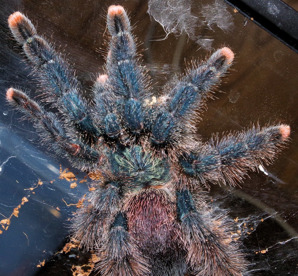Avicularia avicularia взрослая особь.