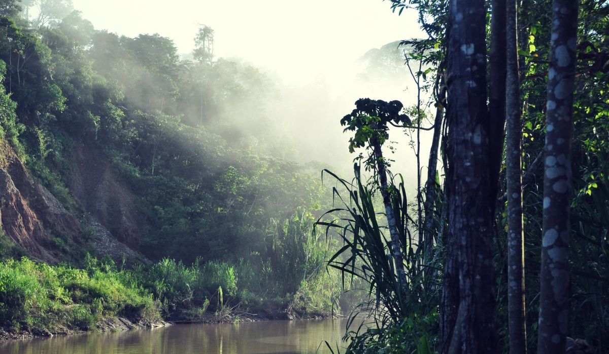 Среда обитания птицееда. Бразильские джунгли.
