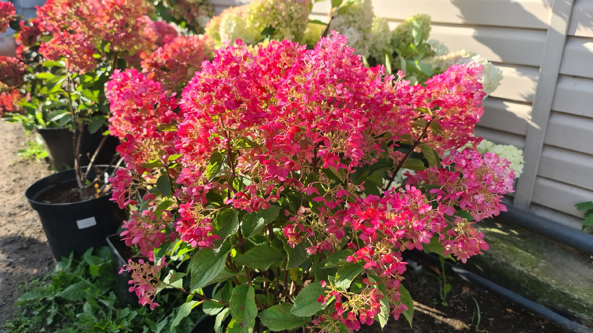 Литтл Рози. 30 августа