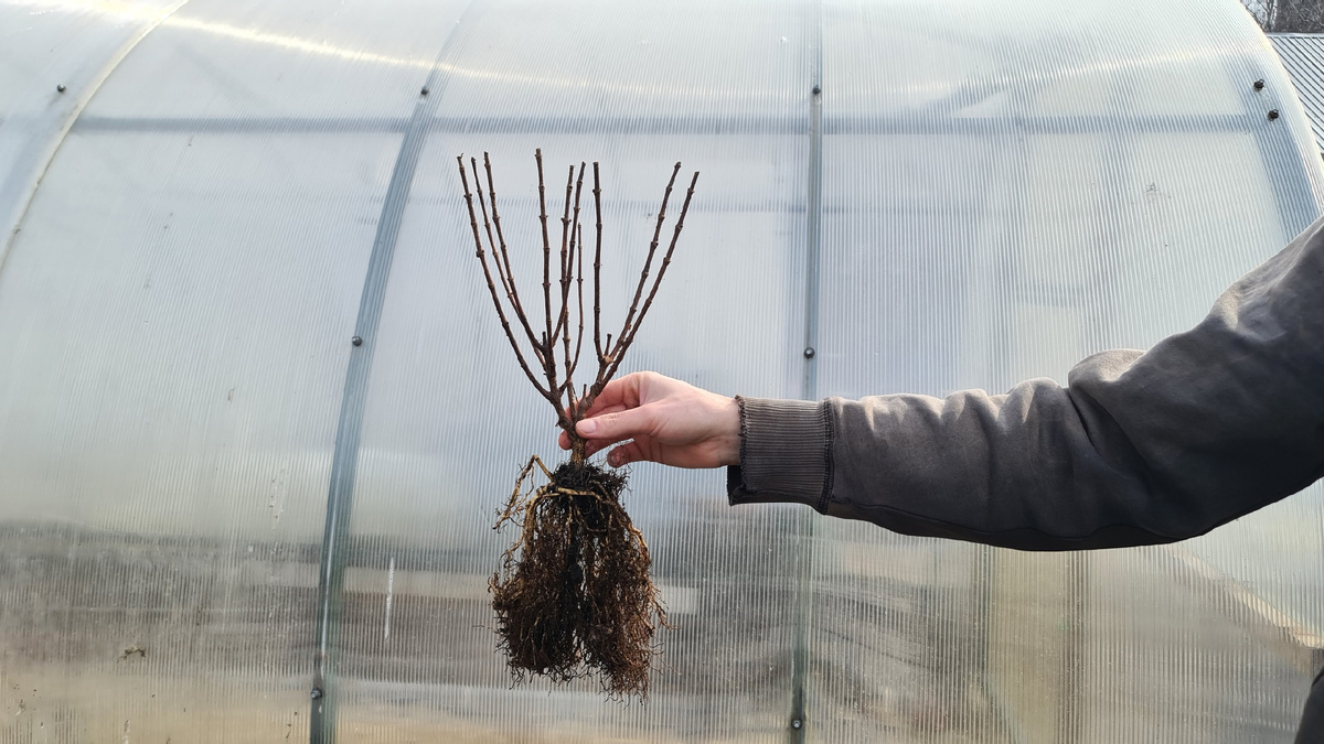 4-6 веток. 3 летка. 2 апреля