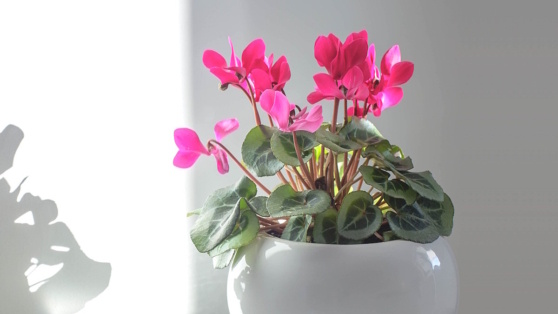    Будет обильно цвести и не погибнет: агроном поделился секретами выращивания цикламена в домашних условиях Ирина Петрова