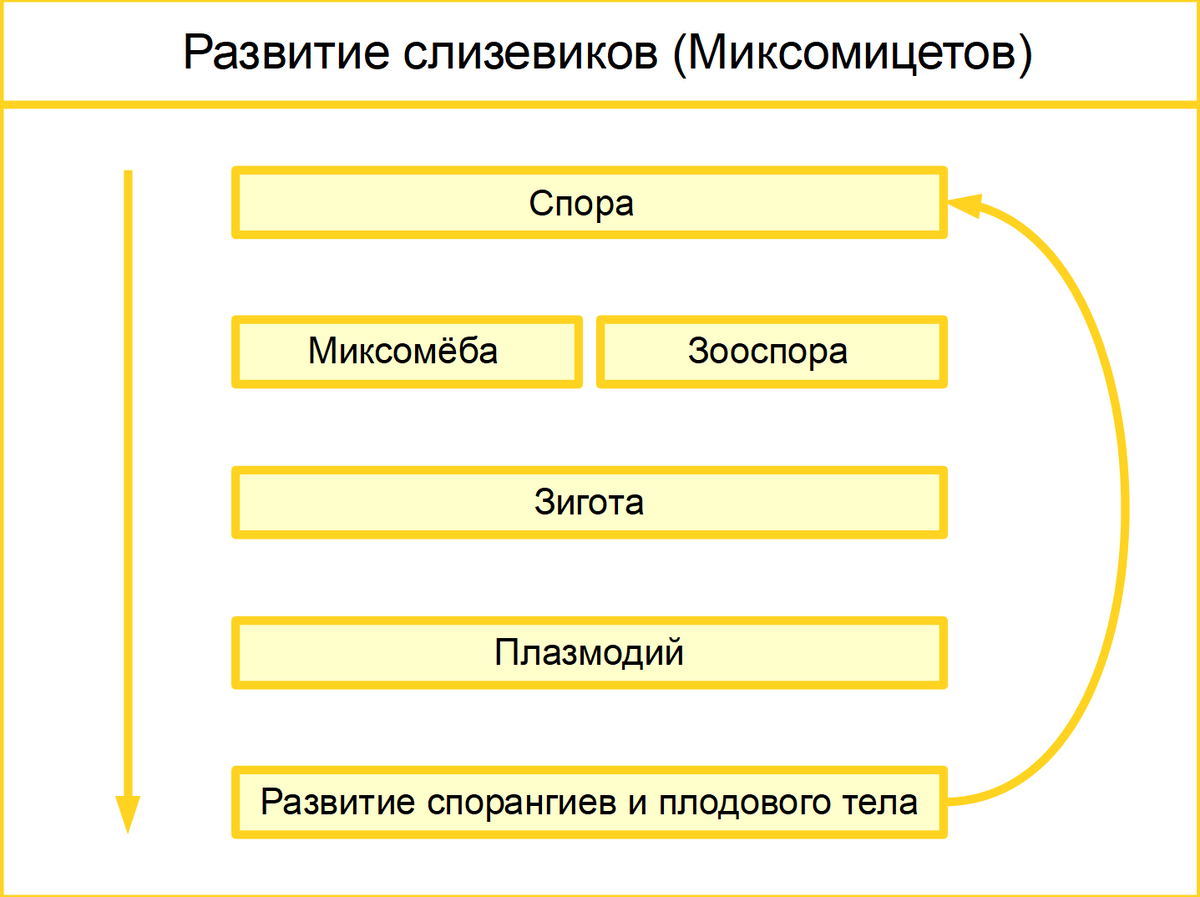 Цикл развития слизевиков класса Миксомицеты.