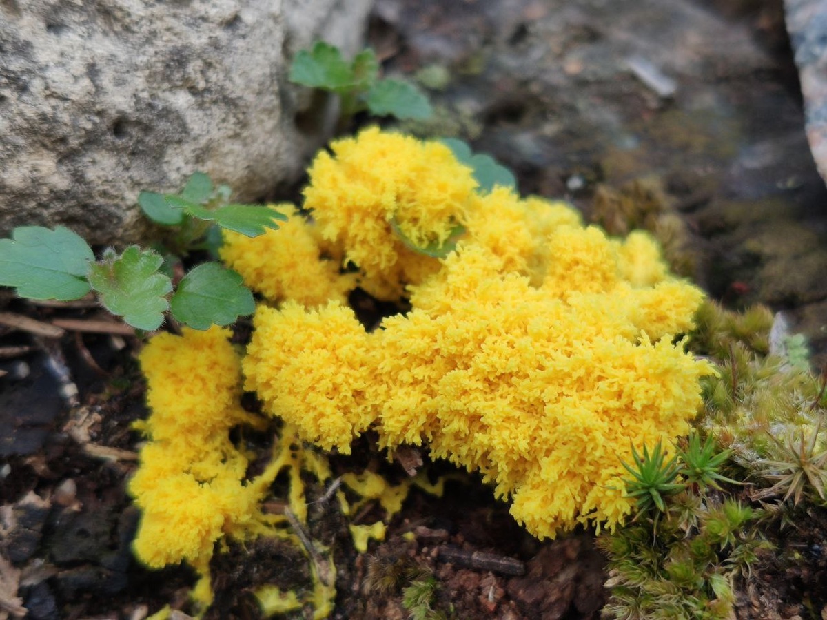 Взрослый крупный слизевик, вылезший из гнилого пенька.