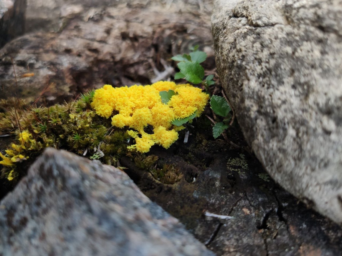 Взрослый крупный слизевик, вылезший из гнилого пенька.