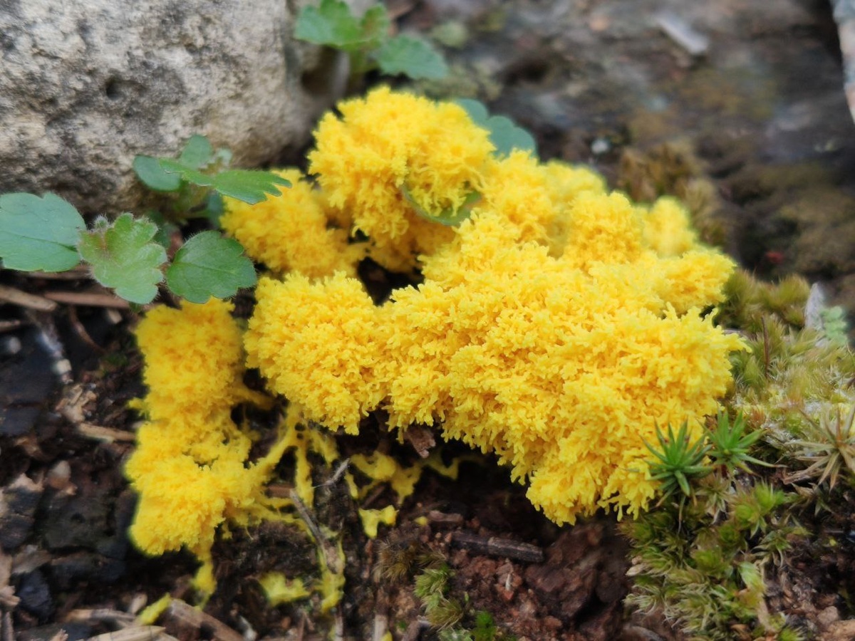 Взрослый крупный слизевик, вылезший из гнилого пенька.