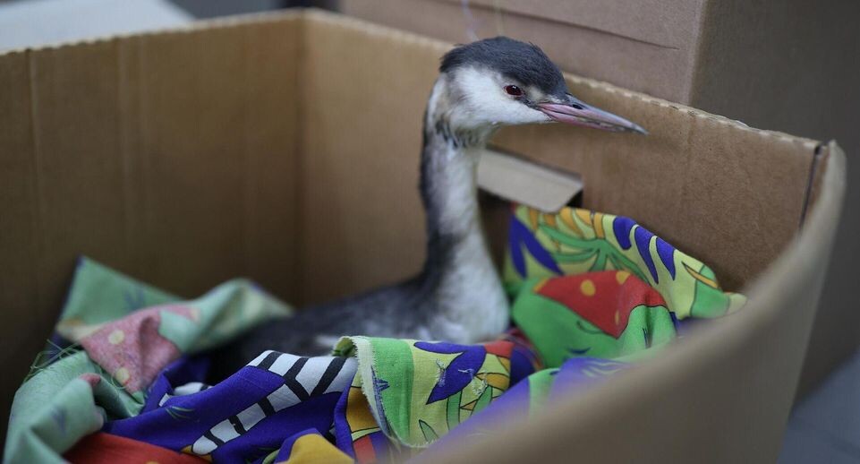    РИА «Новости»