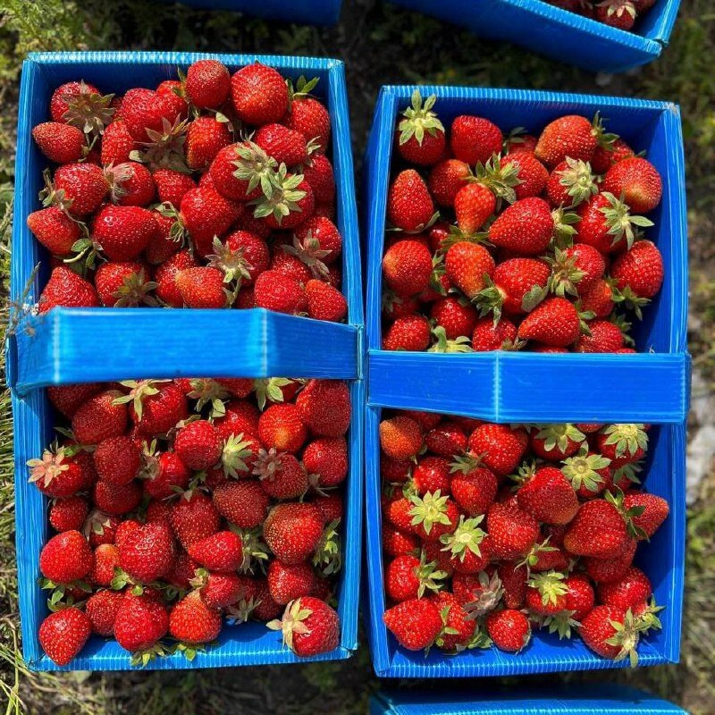 Сбор клубники