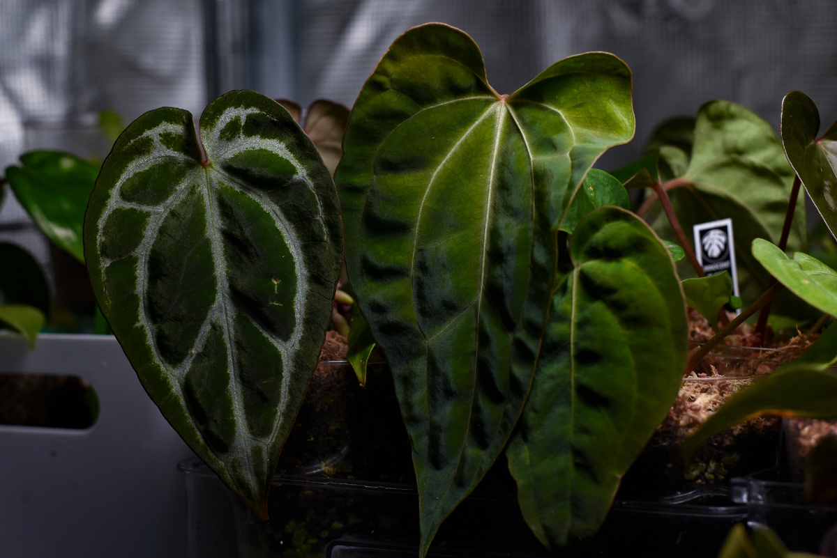 Антуриумы в коллекции автора. Фото: Inviridis