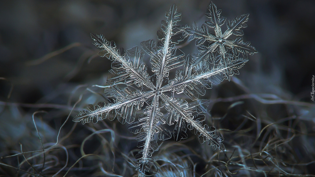 Фото из открытого источника Интернета