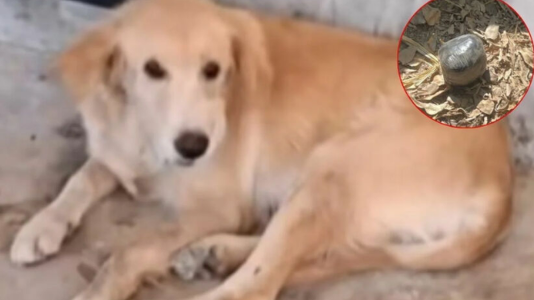    Скриншот видео Matichon/Channel 7/Globallookpress