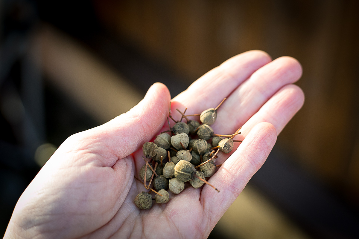 Семена липы Автор Елена Якимова / Greenfingers
