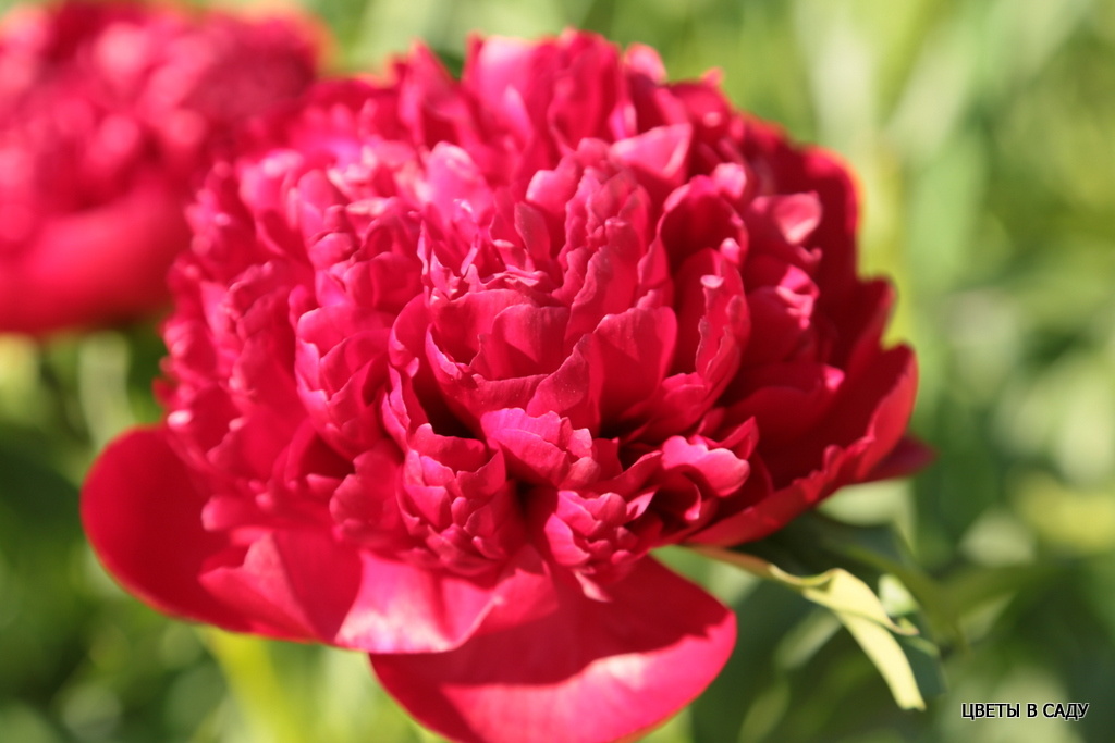 Christmas Velvet в яркий солнечный день в моем саду