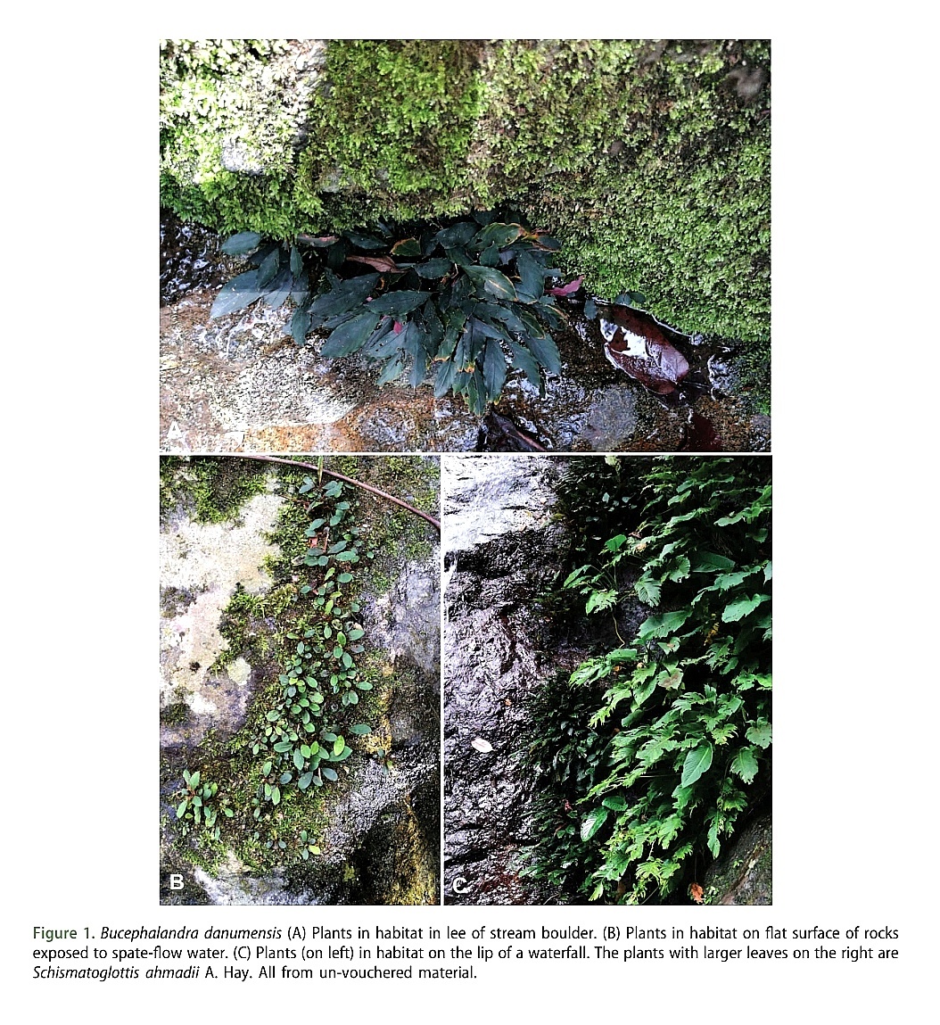 Рисунок 1. Bucephalandra danumensis (А) - растения в среде обитания с подветренной стороны ручья Боулдер. (B) - Растения в среде обитания на плоской поверхности скал, открытой потокам воды. (C) Растения (слева) в среде обитания на краю водопада. Растения с более крупными листьями справа - это Schismatoglottis ahmadii A. Hay. Все из неподтвержденного материала