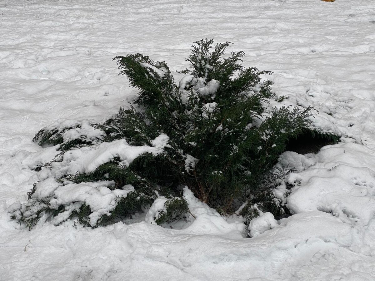 Всего за два года мой крошечный Juniperus sabina, привезенный из питомника в горшочке, разросся в этакого "Дикобраза".