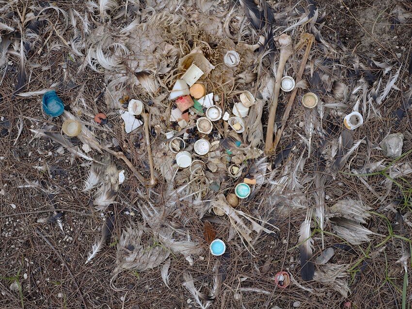 Содержимое сорочьего гнезда. Современное фото из сети.