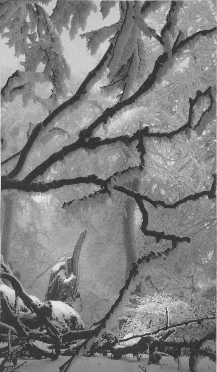 "Зима в девственном лесу" Иржи Гавел 