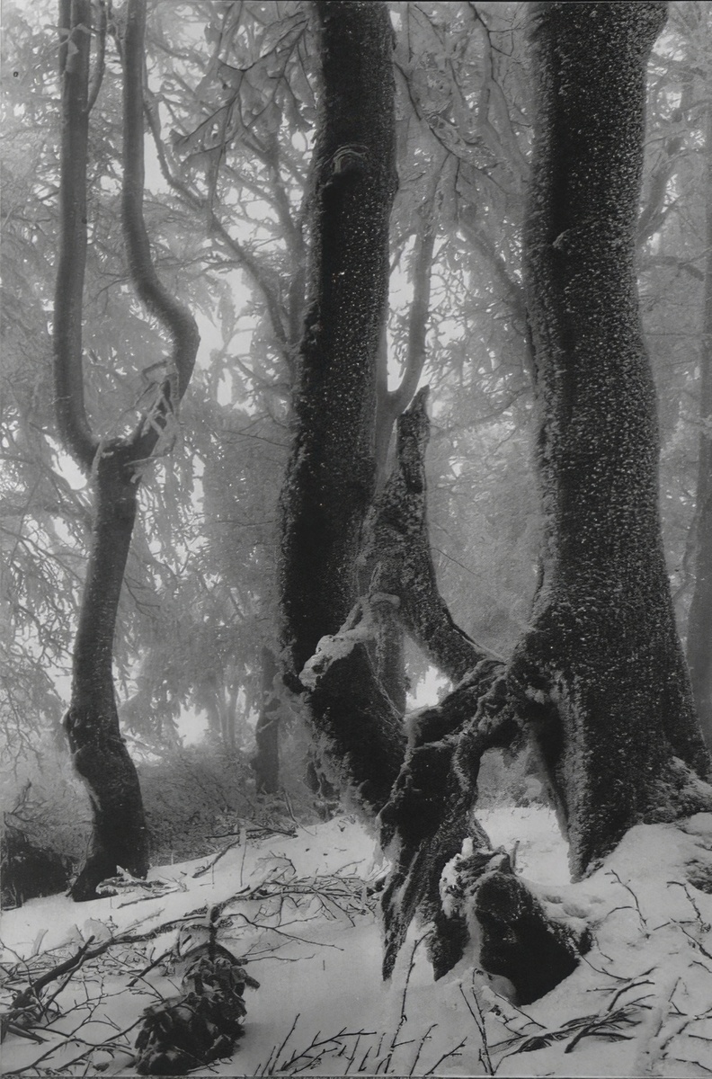 "Зима в девственном лесу" Иржи Гавел