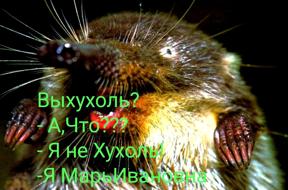 Фотоколлаж автора статьи 