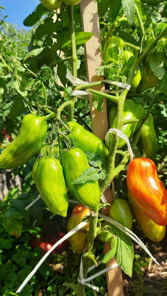 Томат гном Полосатый как перец. До 1м в ог, до 150гр. 