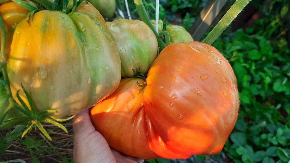 Древнее сердце из Аква Терме. До 2м в ОГ, от 300гр до 1,5 кг и более