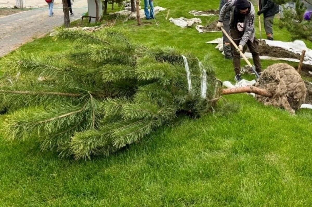    Видео поваленных сосен на проспекте Жукова в Волгограде выложили в Telegram