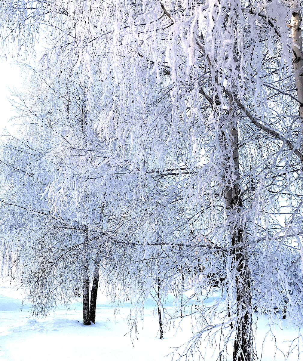 Рождественская сказка (фото из личного архива)