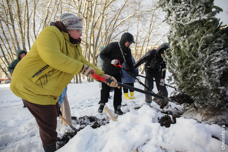    Деревья высаживали на Александровской набережной, улицах Парковой, Монтклер и Раахе, в сквере на Архангельской, на Южном шоссе и Шекснинском проспекте.