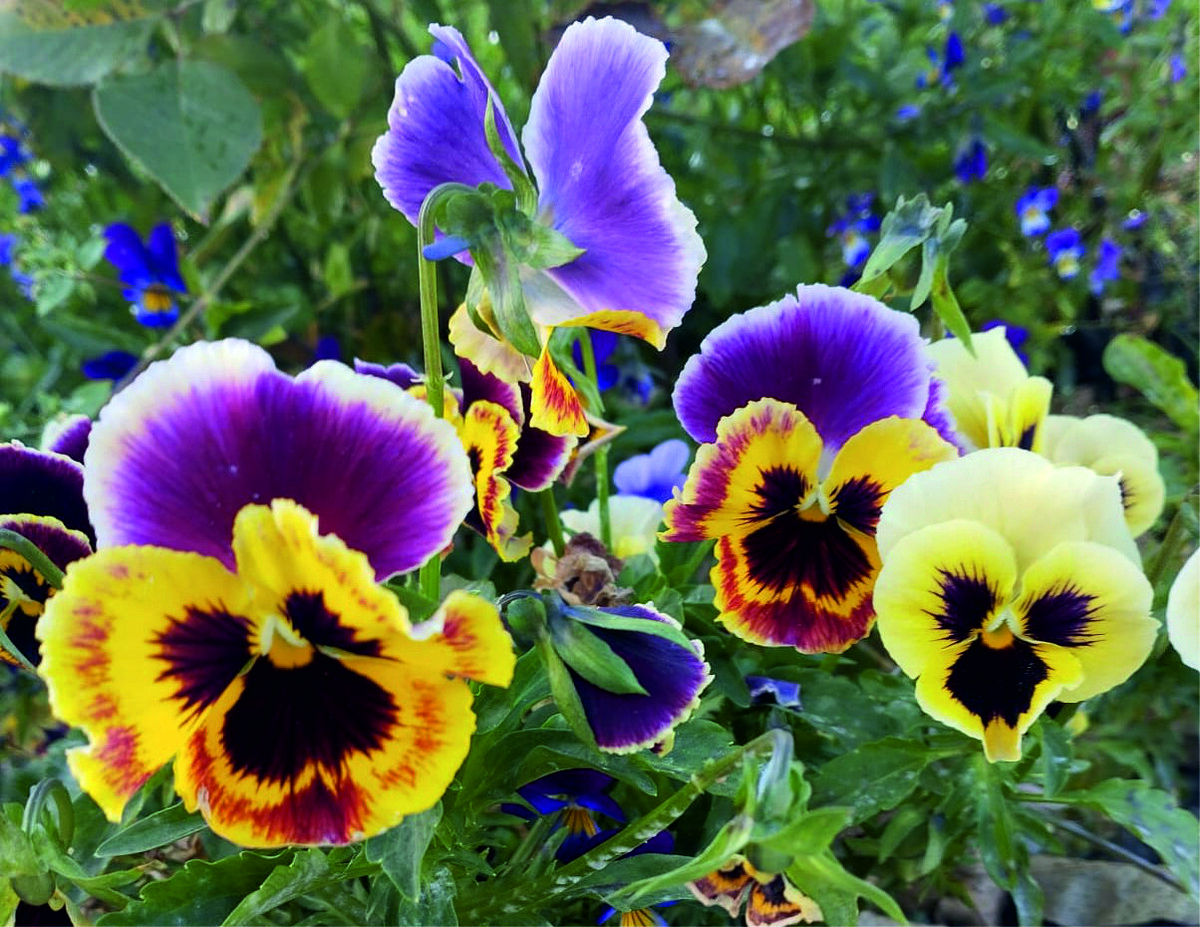 Милашка. Не правда ли?