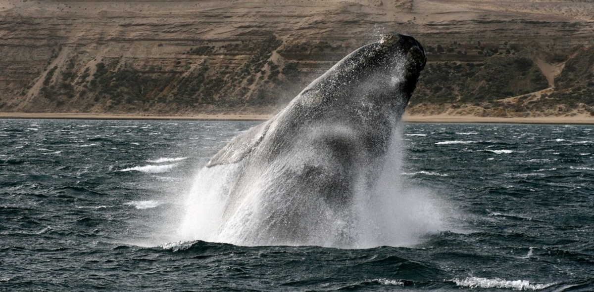 Южный гладкий кит (Eubalaena australis)