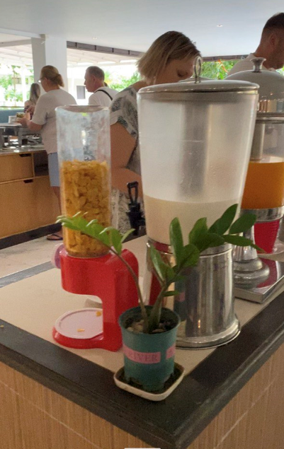 И опять этот денежный цветок — замиокулькас! Видать, тайцы в него очень верят!